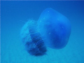   Blue Jellyfish  